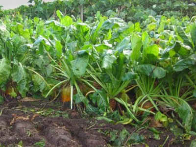 Fodder-beet-feed-budgeting-main